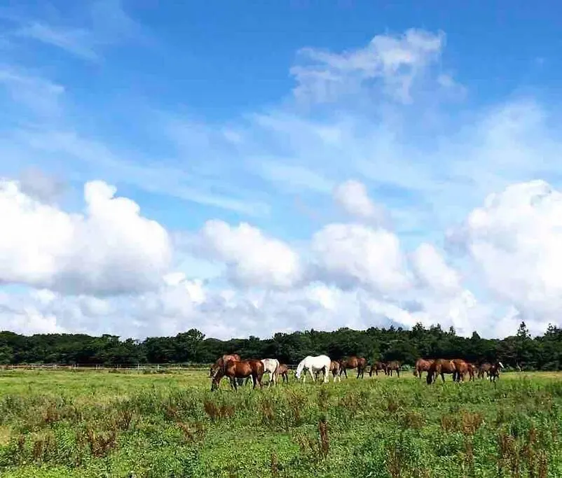 Holiday home Pony Jeju Villa
